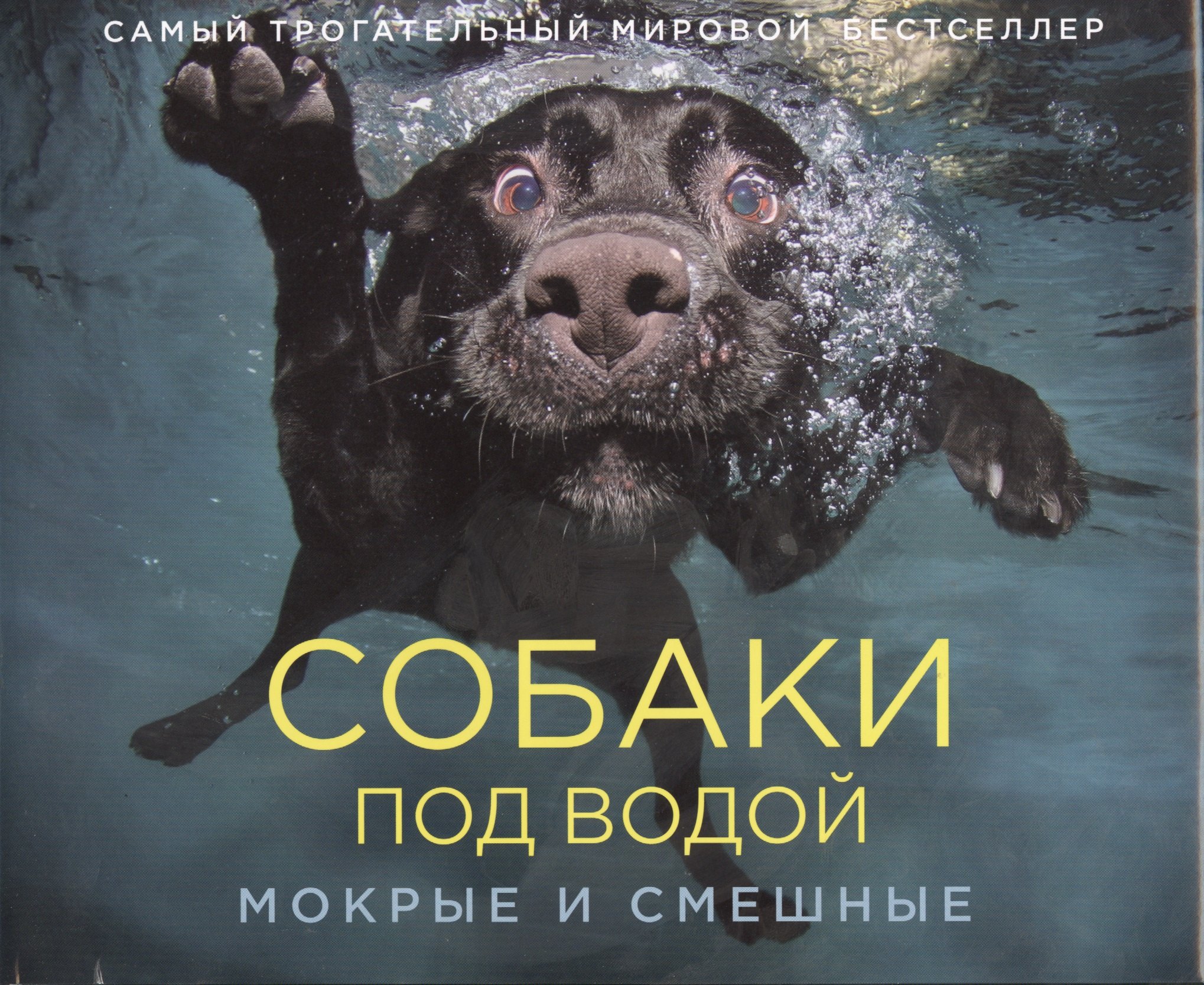 

Собаки под водой: Мокрые и смешные