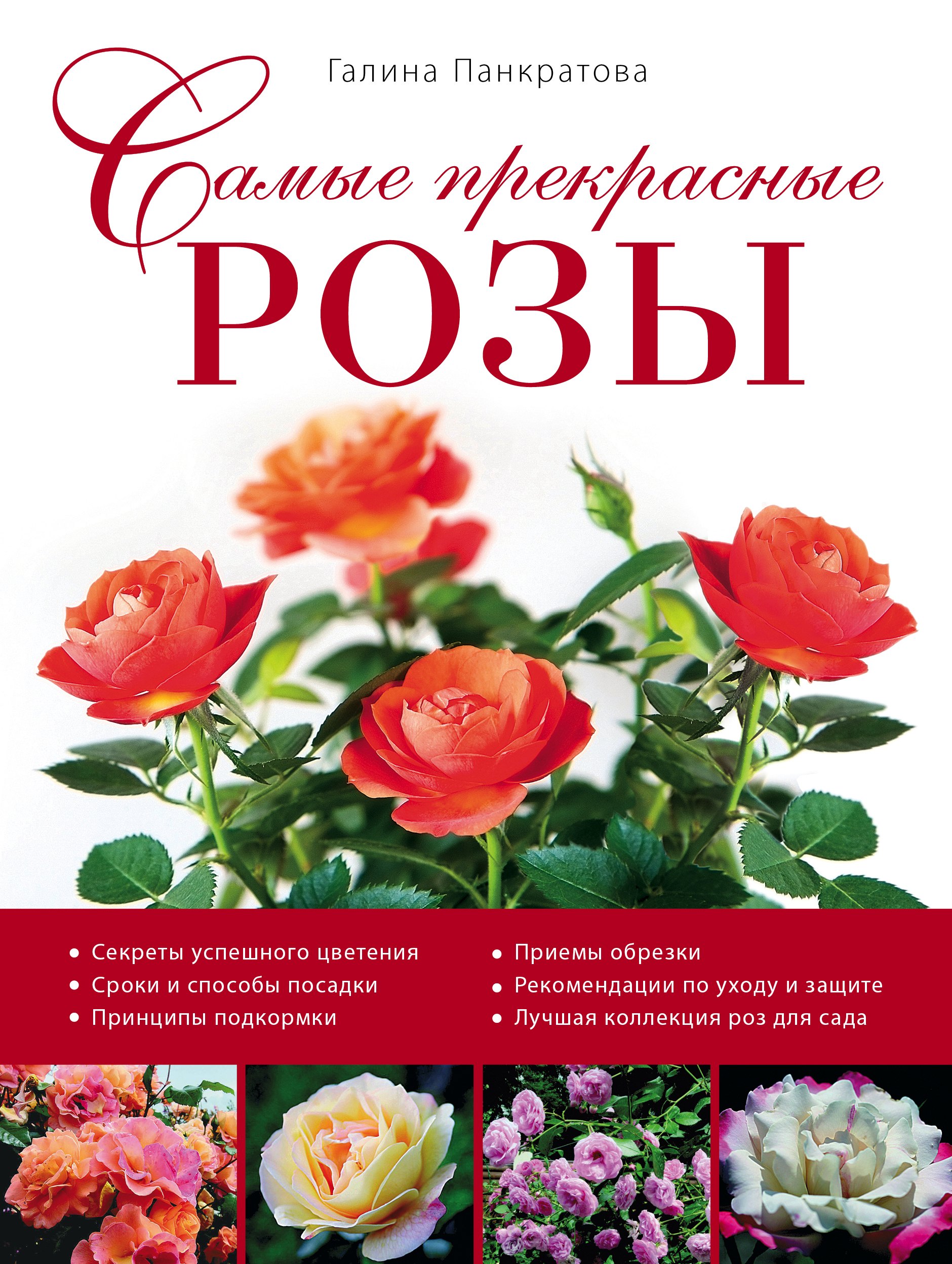 

Самые прекрасные розы