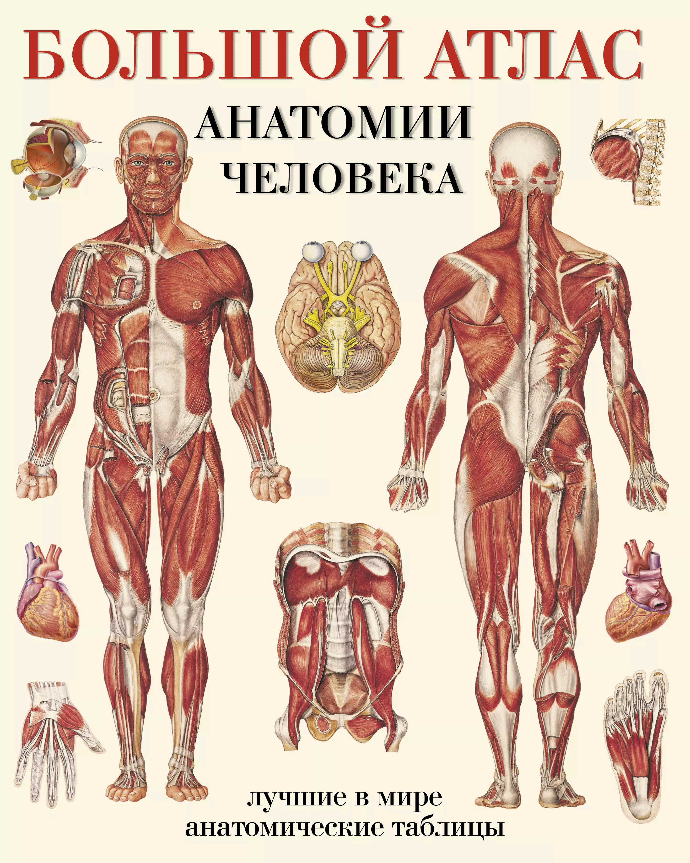 Большой атлас анатомии человека(в табл)