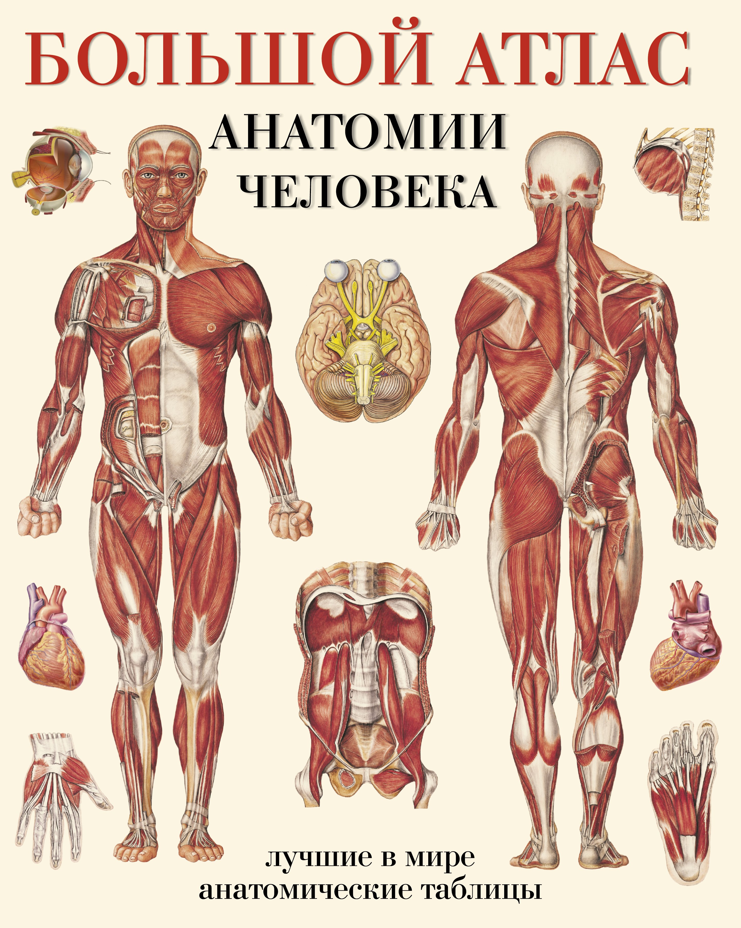 

Большой атлас анатомии человека(в табл)