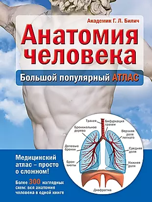 Анатомия человека: большой популярный атлас — 2471403 — 1