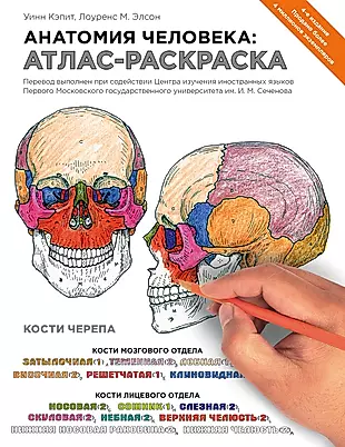 Анатомия человека: атлас-раскраска. 4 -е изд. — 2478587 — 1