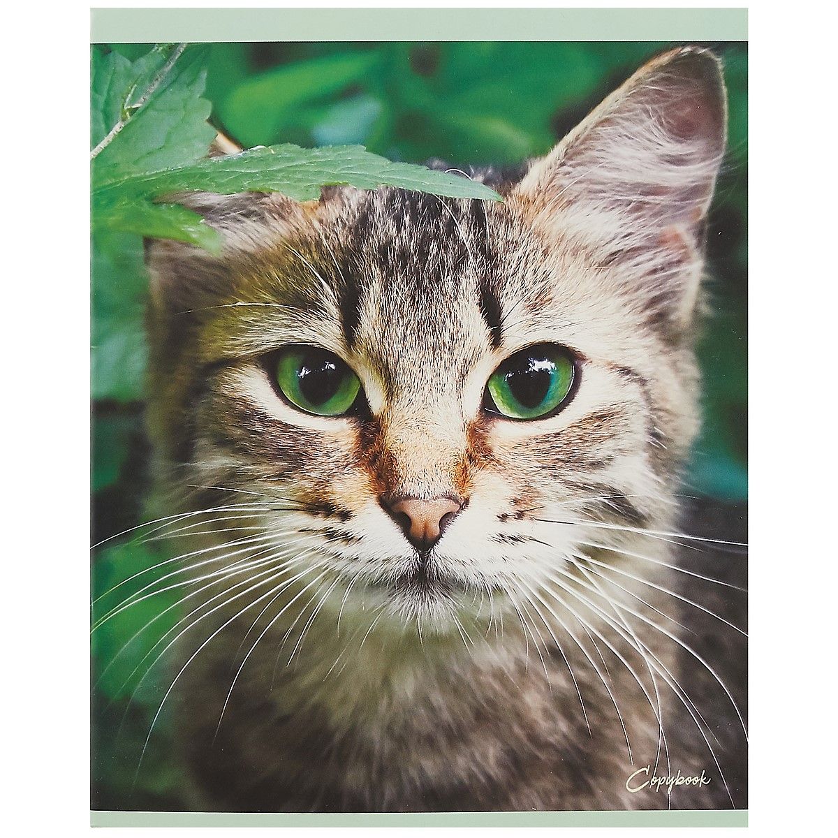 Тетрадь в клетку «Кот без забот», 48 листов «Читай-город»