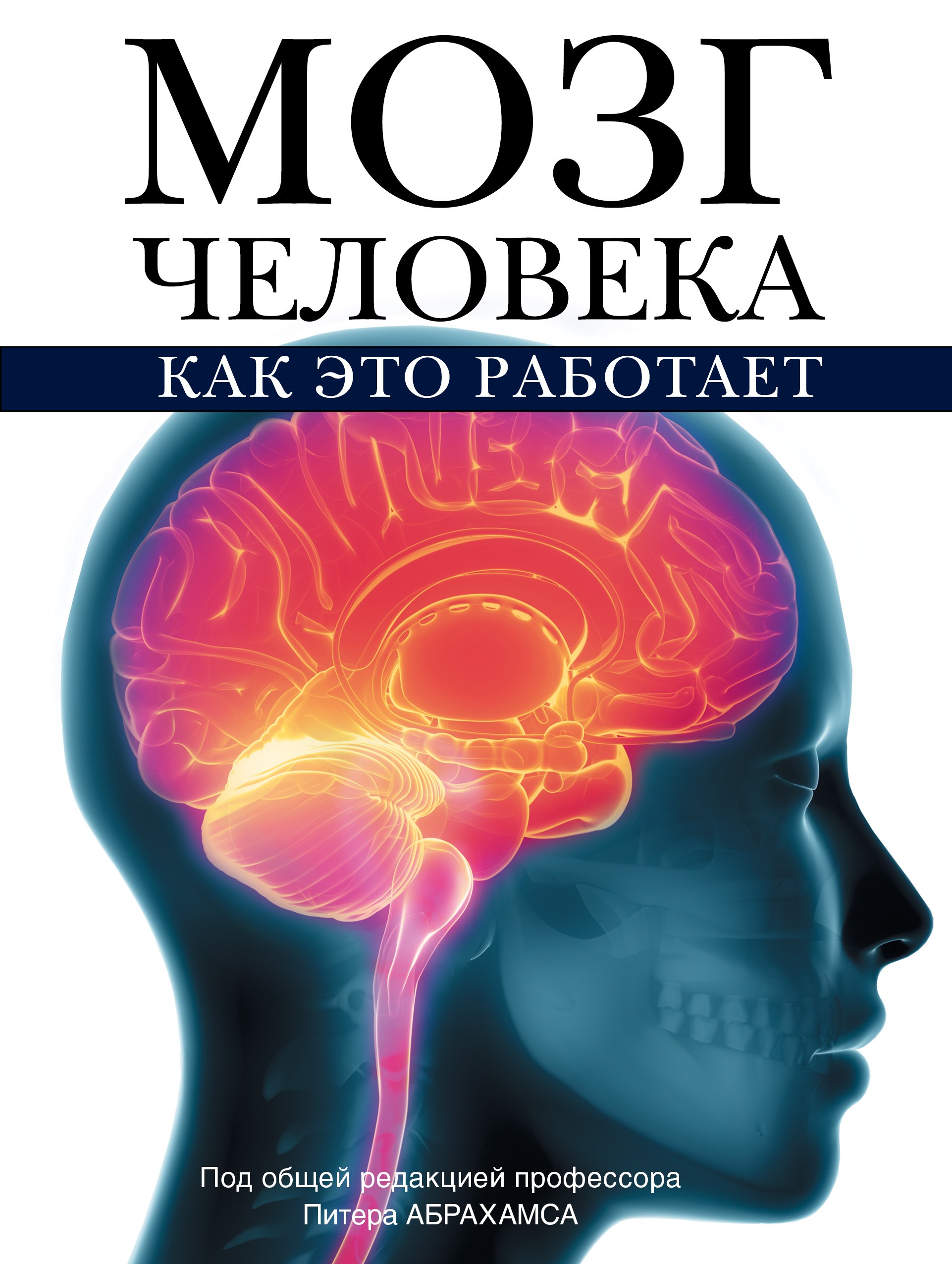 

Мозг человека. Как это работает