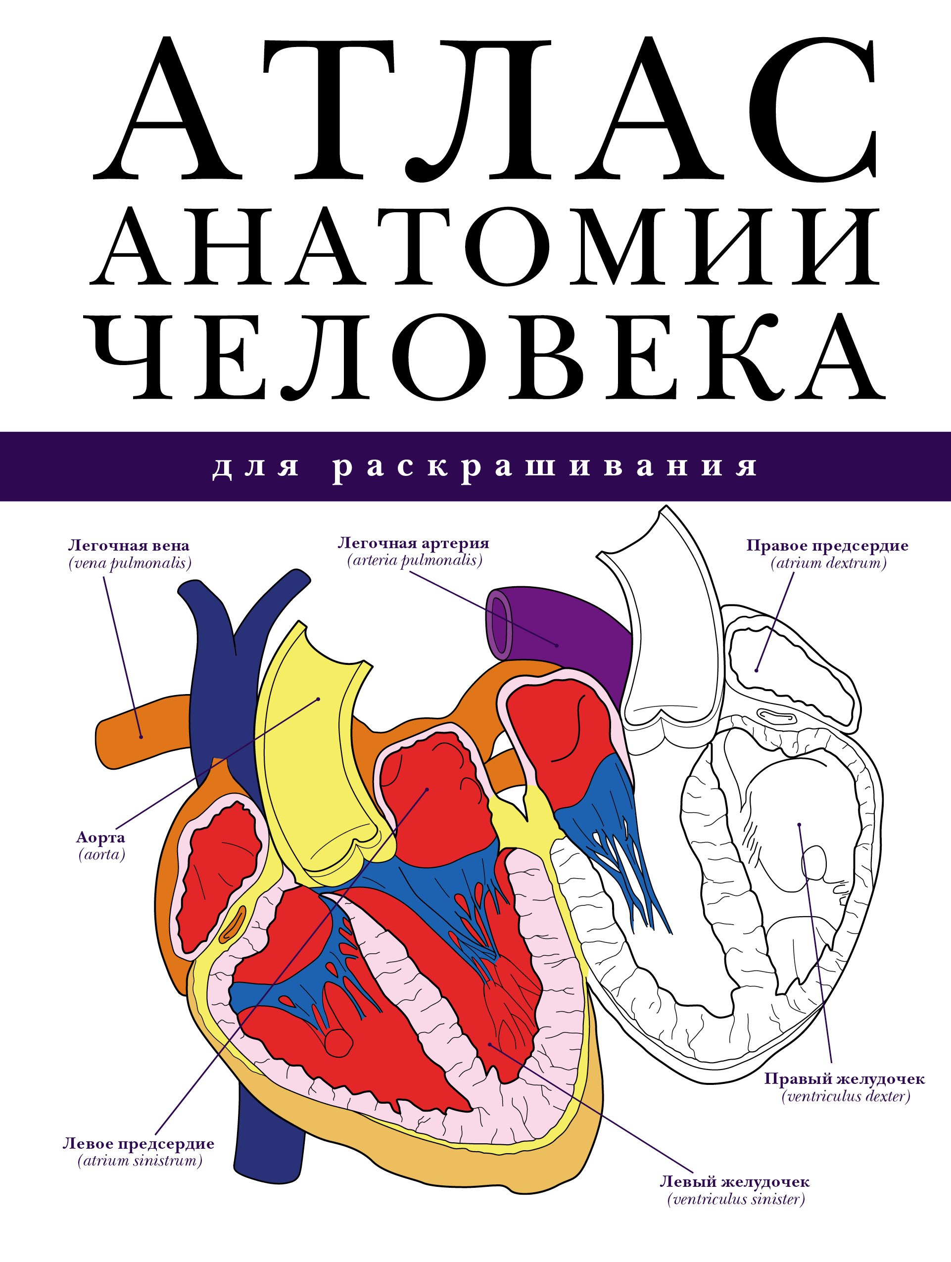 

Атлас анатомии человека для раскрашивания