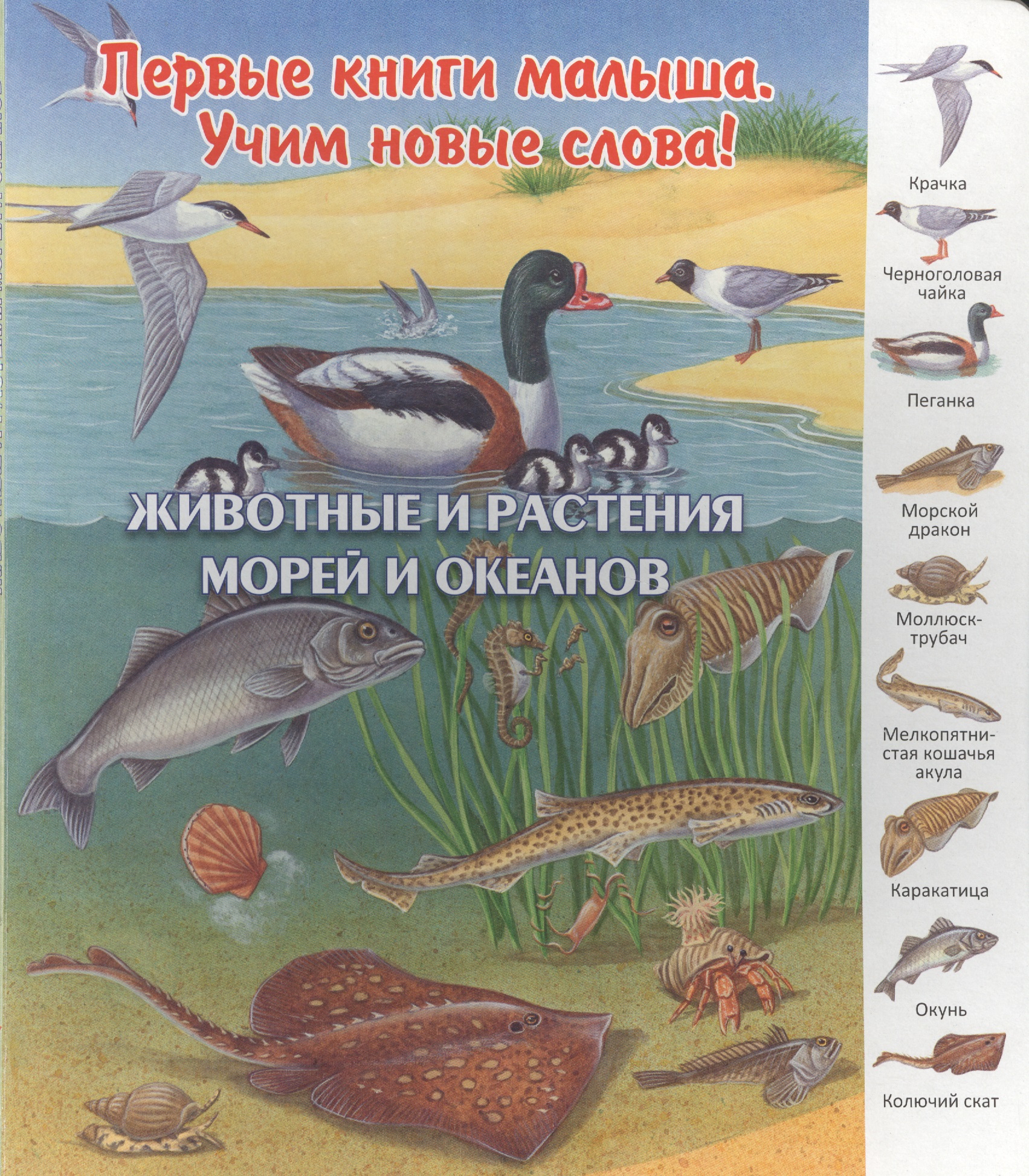 Животные и растения морей и океанов (ПерКнМалУчНовСл) (картон) Комарова
