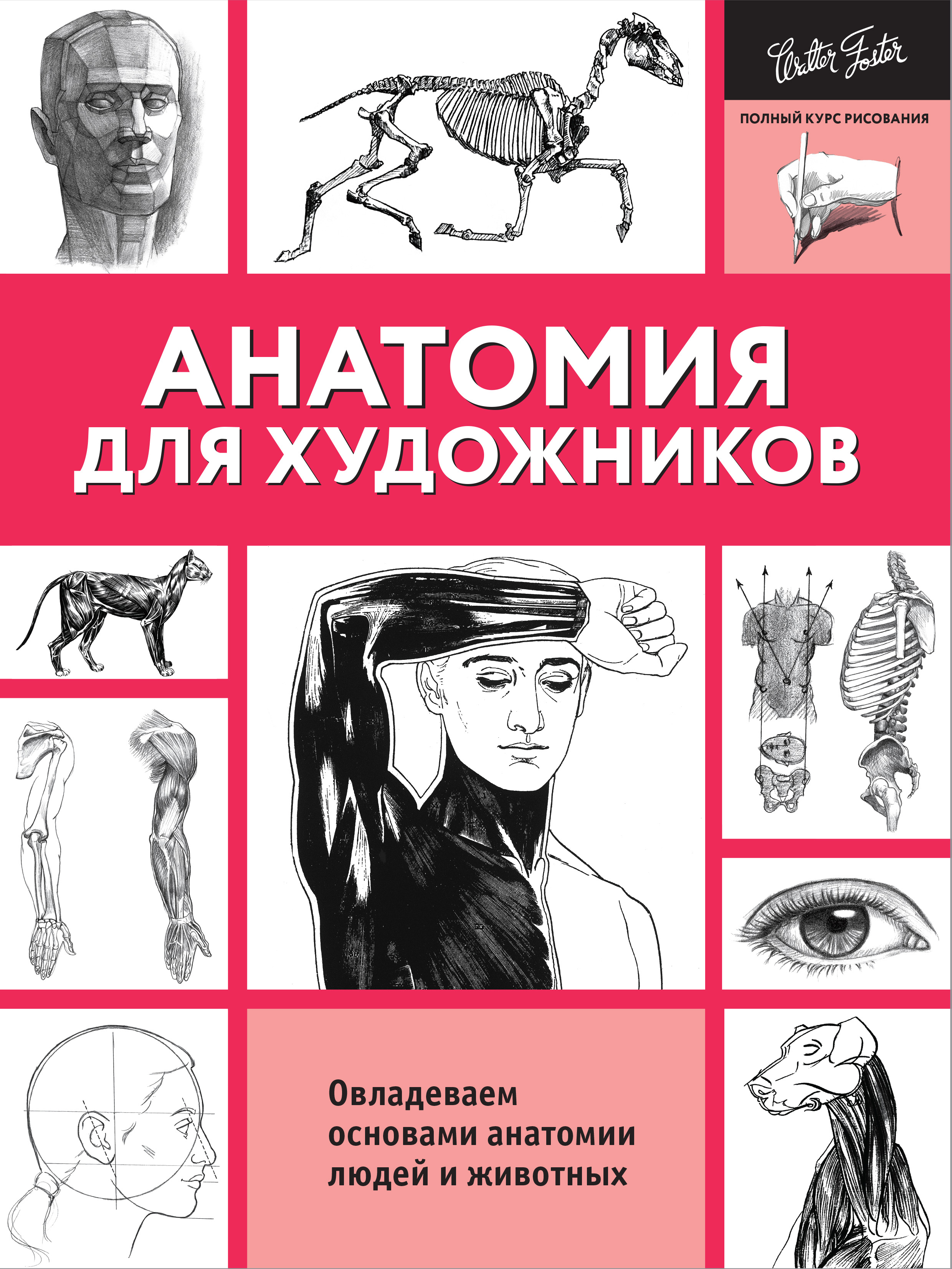 анатомия для художников Анатомия для художников