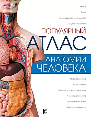 Популярный атлас анатомии человека — 2642821 — 1