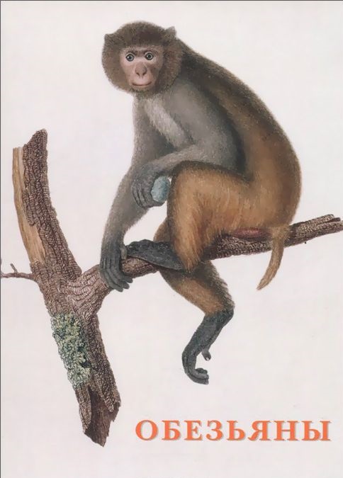 Обезьяны. Набор открыток обезьяны