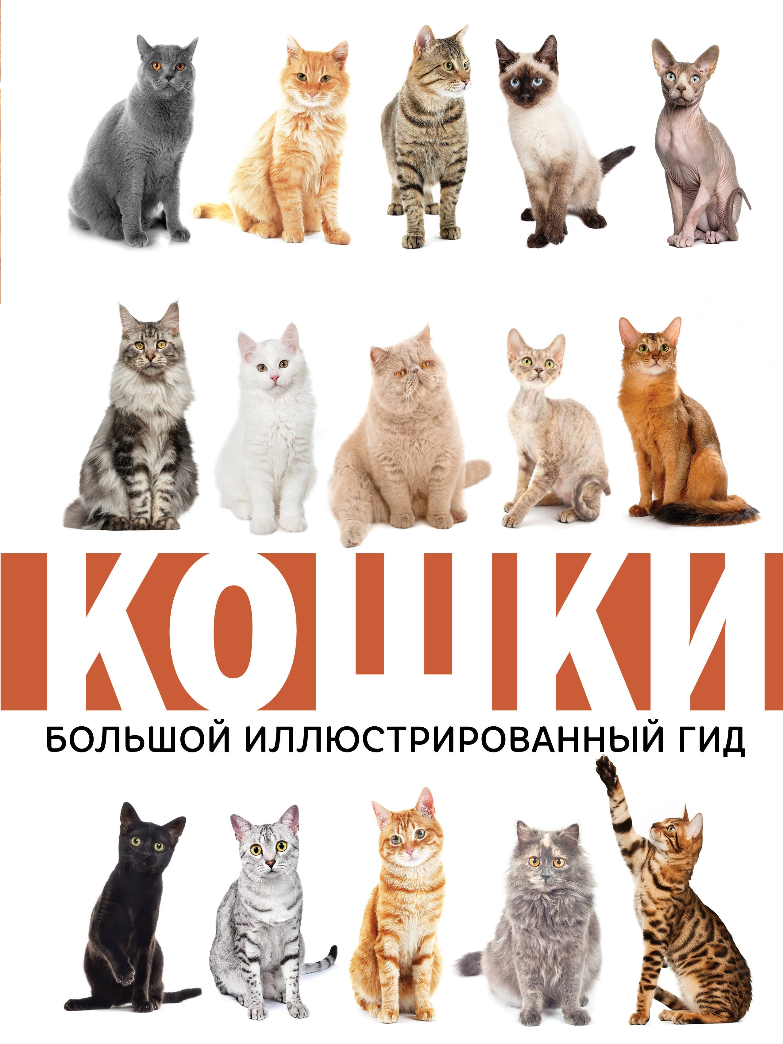 

Кошки. Большой иллюстрированный гид