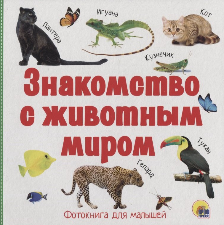 

Знакомство с животным миром