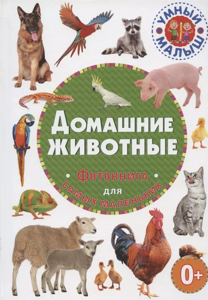 Домашние животные. Фотокнига для самых маленьких комплект познавательных мини плакатов домашние лесные животные фрукты и ягоды овощи