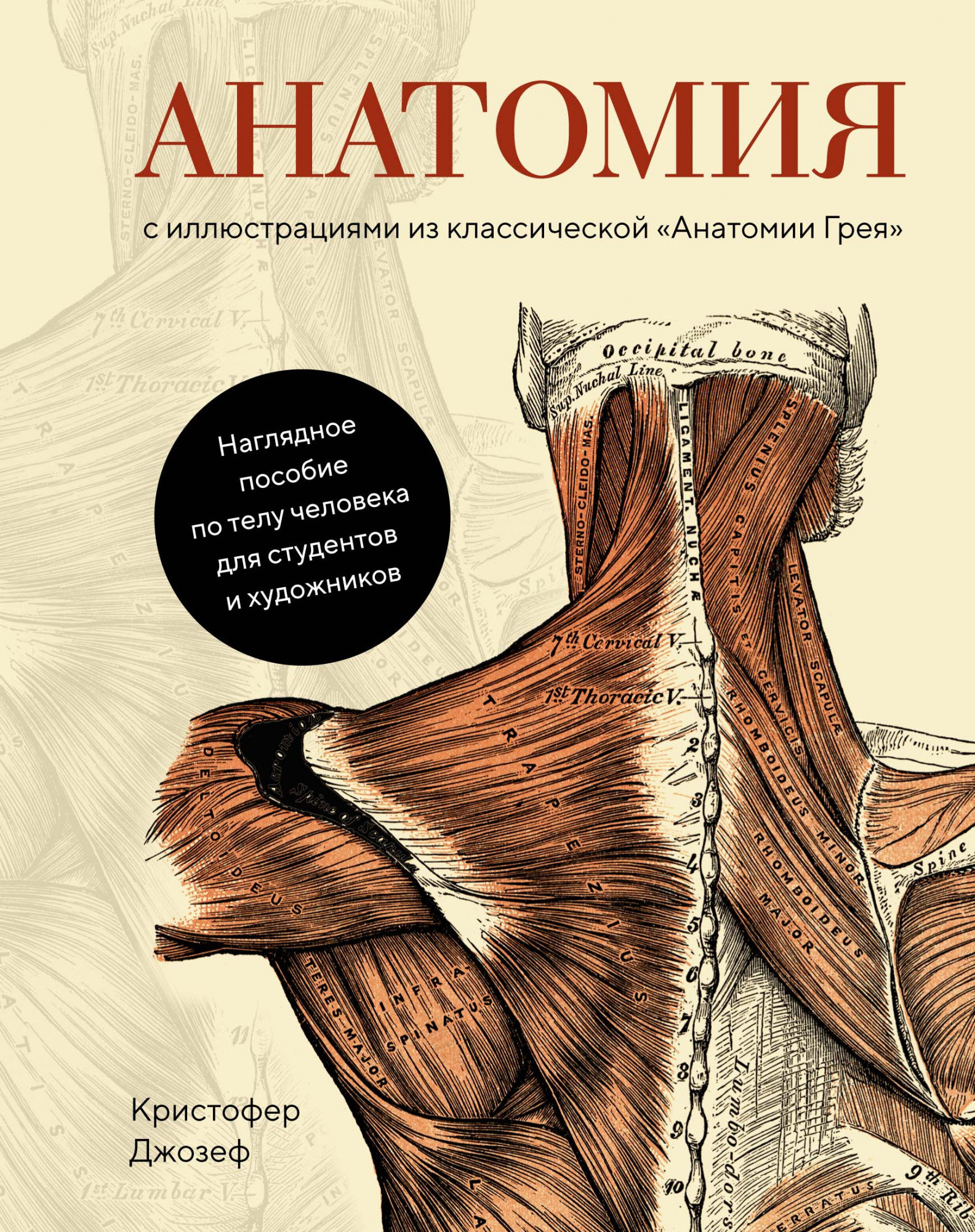 анатомия грея Анатомия (с иллюстрациями из классической Анатомии Грея)