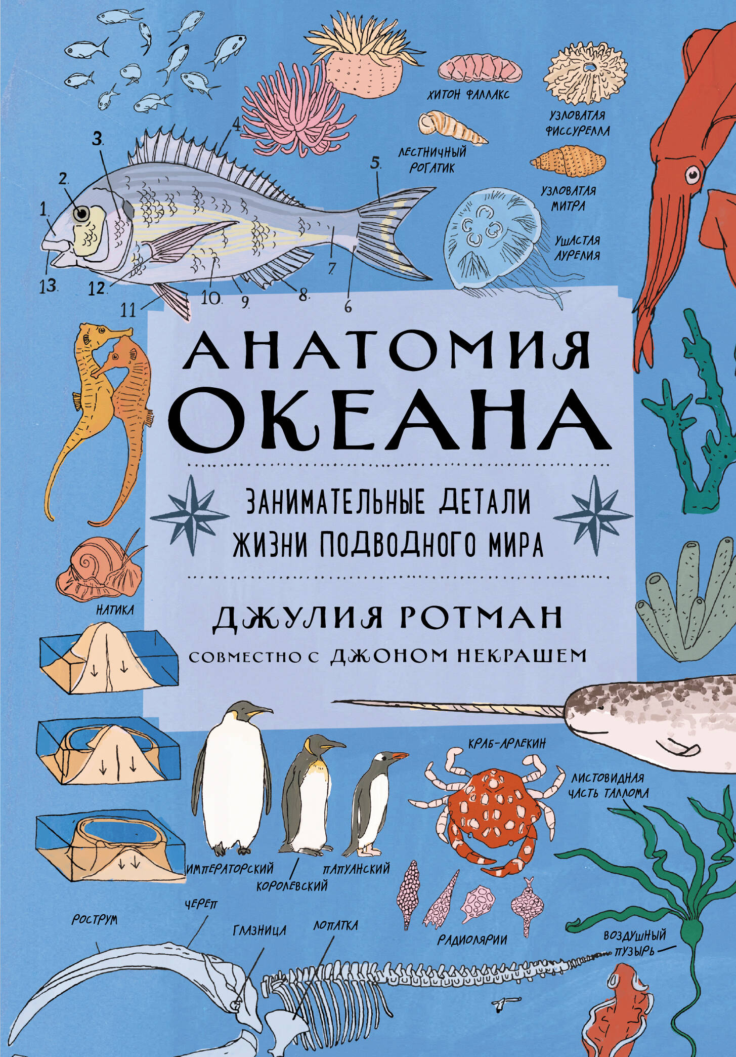 Ротман Джулия Анатомия океана. Занимательные детали жизни подводного мира
