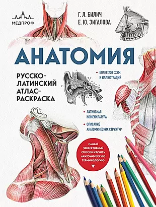 Анатомия: русско-латинский атлас-раскраска — 2946509 — 1