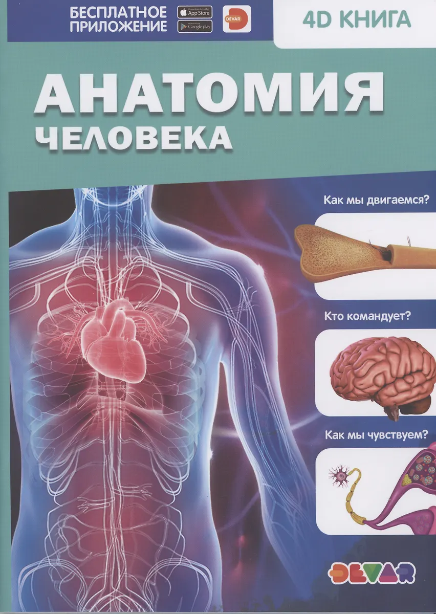 Анатомия человека - купить книгу с доставкой в интернет-магазине «Читай ...