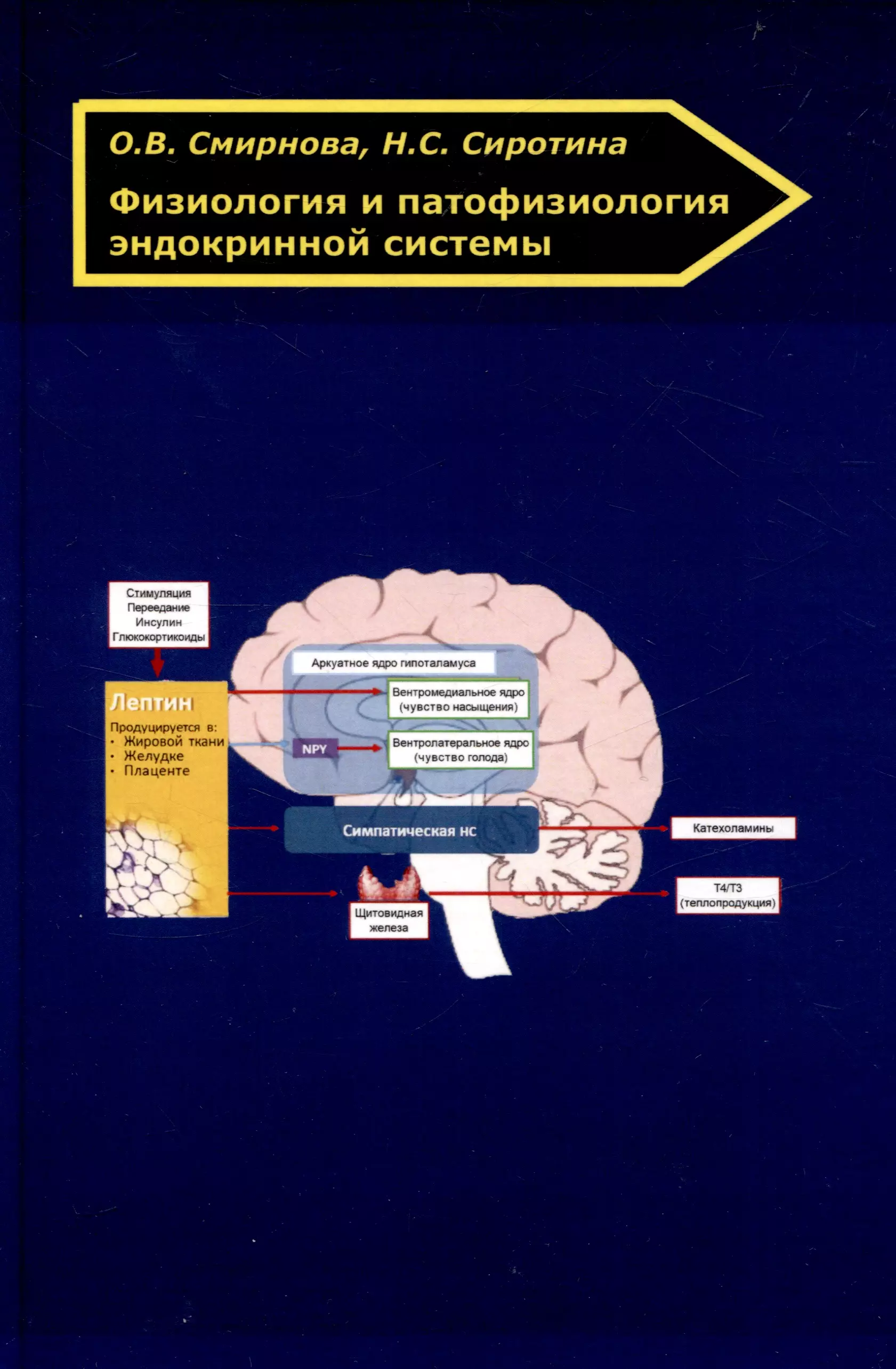 Физиология и патофизиология эндокринной системы