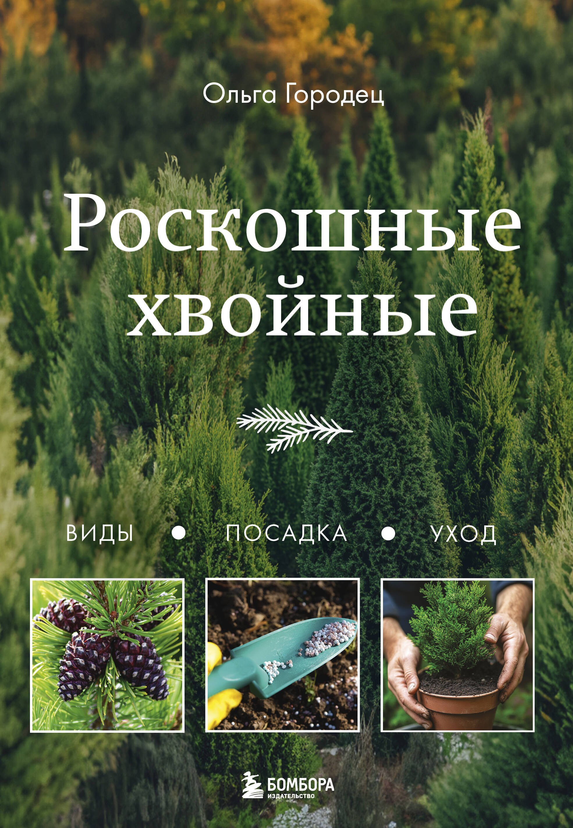 

Роскошные хвойные: виды, посадка, уход