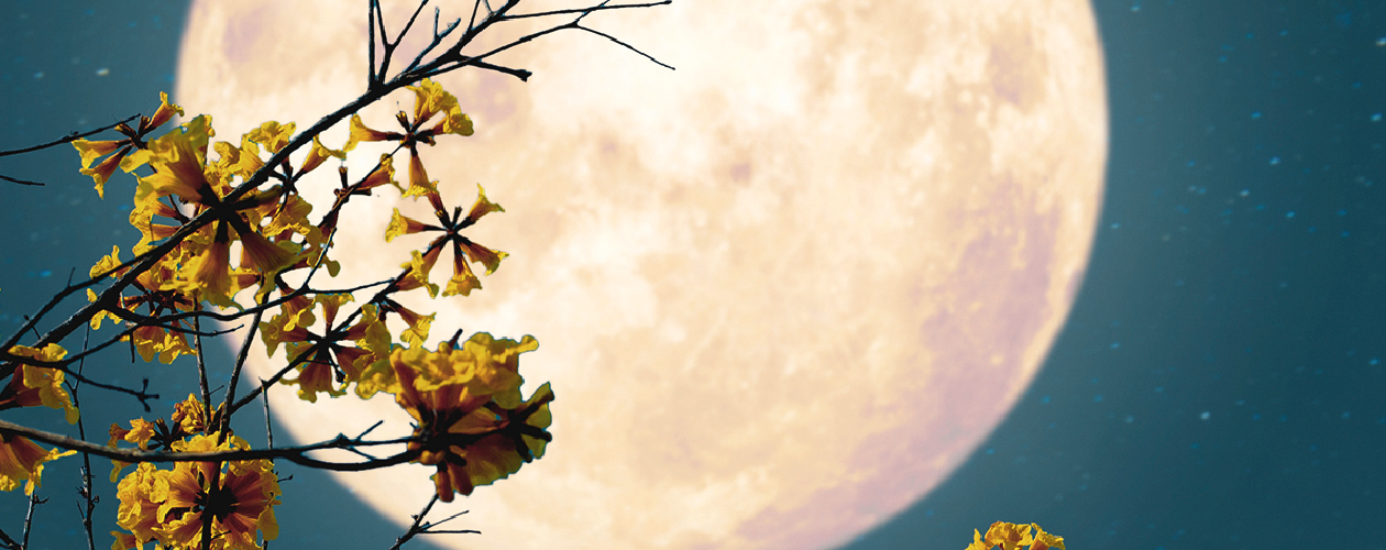 Де Винсент все книги цикла по порядку 📖 купить в Читай-городе