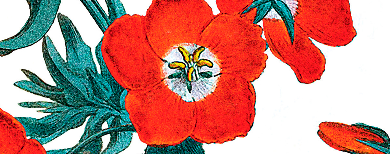 Алый первоцвет