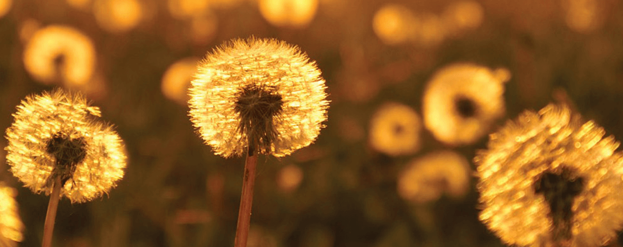 Гринтаунский цикл