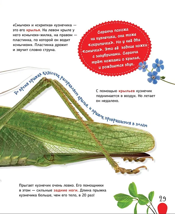 Книга Насекомые (Лариса Клюшник) — 7