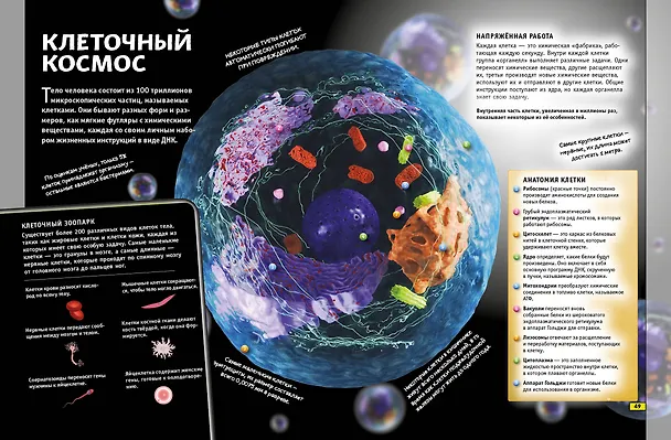 Книга Наука. Книга юного эрудита (Стив Паркер) — 10