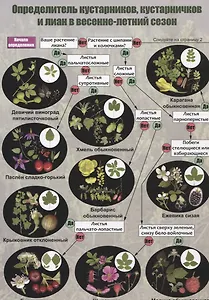 Определитель кустарников, кустарничков и лиан средней полосы России в весенне-летний сезон