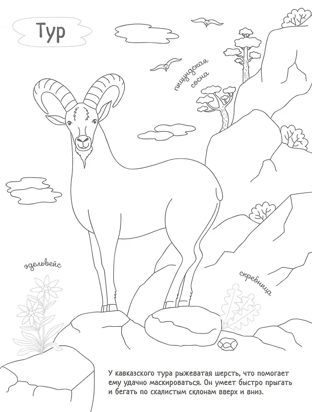 Книга Раскрась Россию (комплект из 2 книг) () — 4