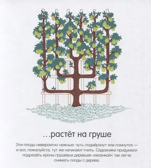 Книга Как они растут? (Франсуаз де Гибер) — 6