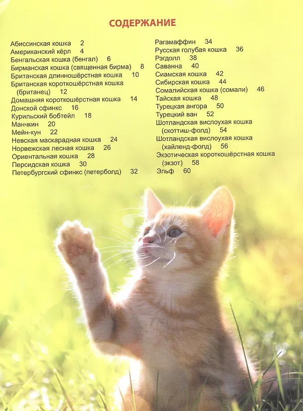 Книга ЭНЦИКЛОПЕДИЯ ДЛЯ ДЕТЕЙ новые. КОШКИ (Людмила Соколова) — 2
