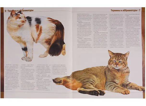 Книга Кошки Новая иллюстрированная энциклопедия (илл. Волынца) Волкова (В. Волкова) — 2
