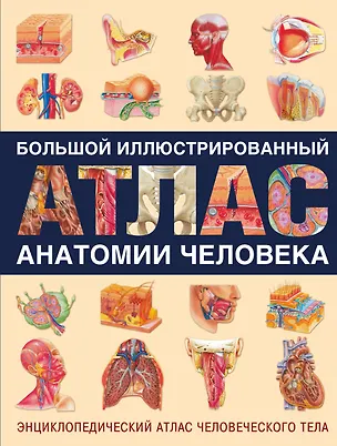 Книга Энциклопедический атлас человеческого тела (ISBN 5-17-038347-9 в суперобложке "Большой иллюстрированный атлас анатомии человека") (Т. Карпенко)