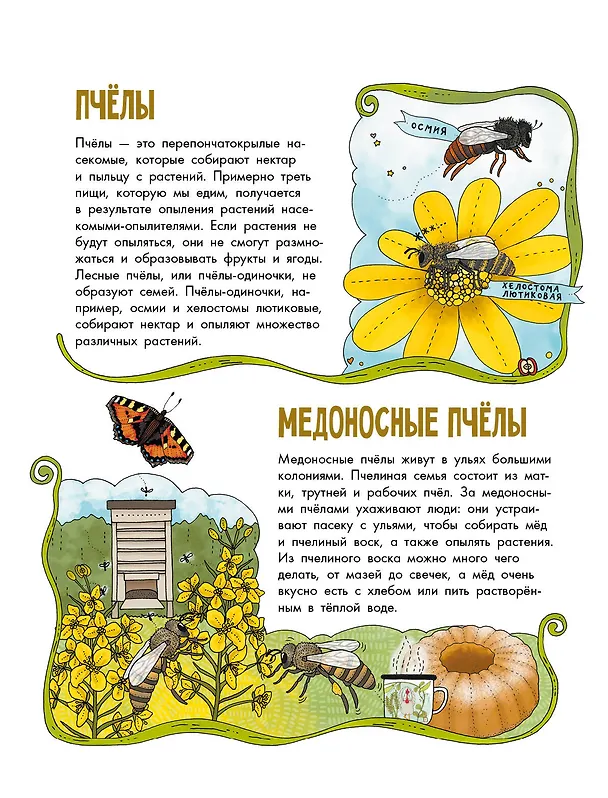 Книга Насекомые (Эмма Янссон) — 5