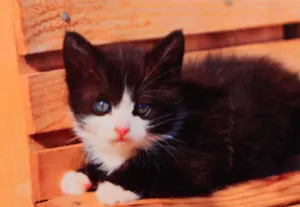 Алмазная мозаика ТМ Рыжий кот 30*40 (класс) полное заполнение c подрамником Черно-белый котенок FC033