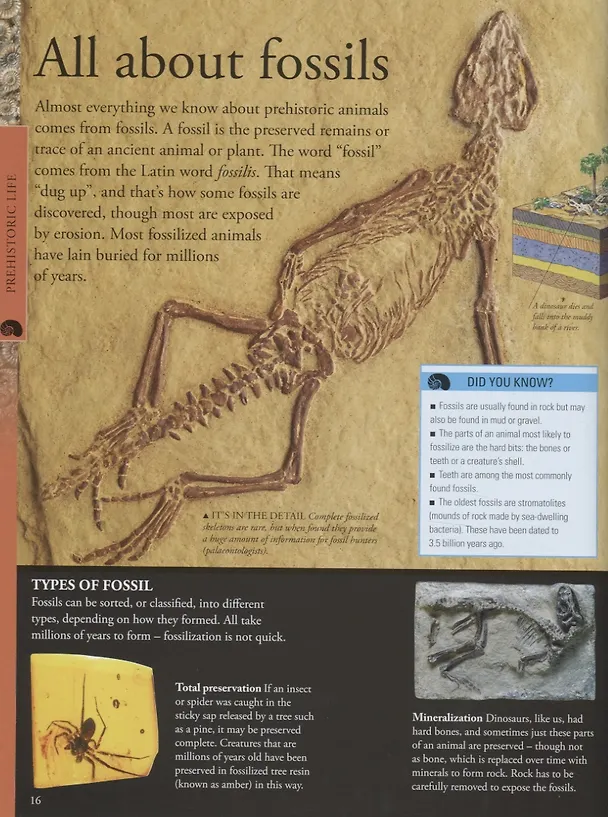Книга Dinosaurs a children's encyclopedia () — 5