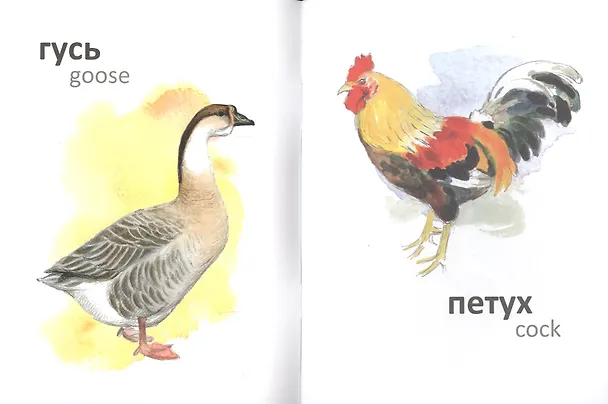 Книга Птицы (на рус.-англ.яз.) худ.Комаров А. (И.И. Соколова) — 2