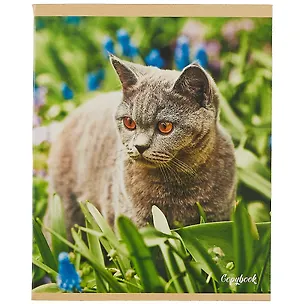 Тетрадь в клетку Unnika, "Мяу!", 48 листов, в ассортименте 250978