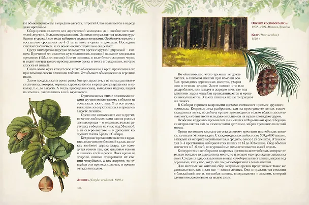 Книга Дары русского леса. Грибы, ягоды и целительные растения (Николай Золотницкий) — 13