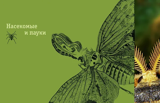 Книга Редкие и удивительные животные нашей планеты. Энциклопедия для детей (Василий Климов) — 6