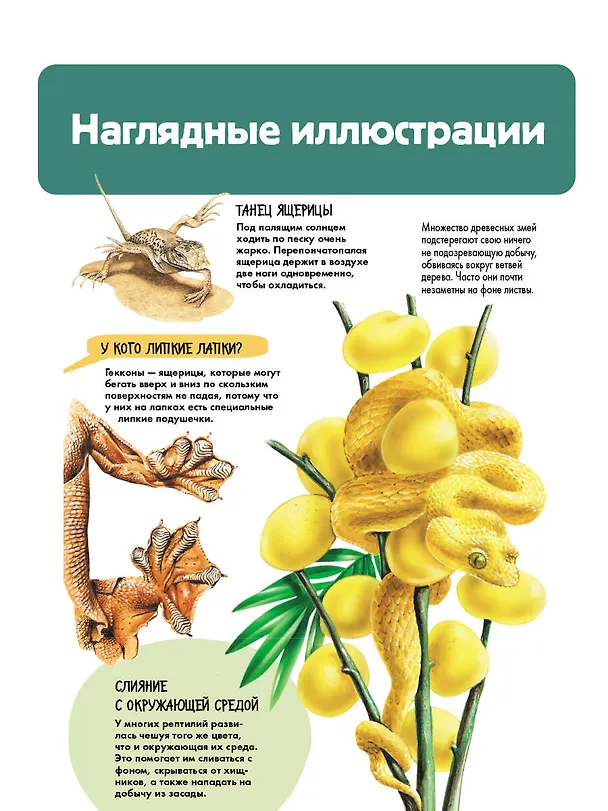 Книга Рептилии (Энн МакРей) — 9