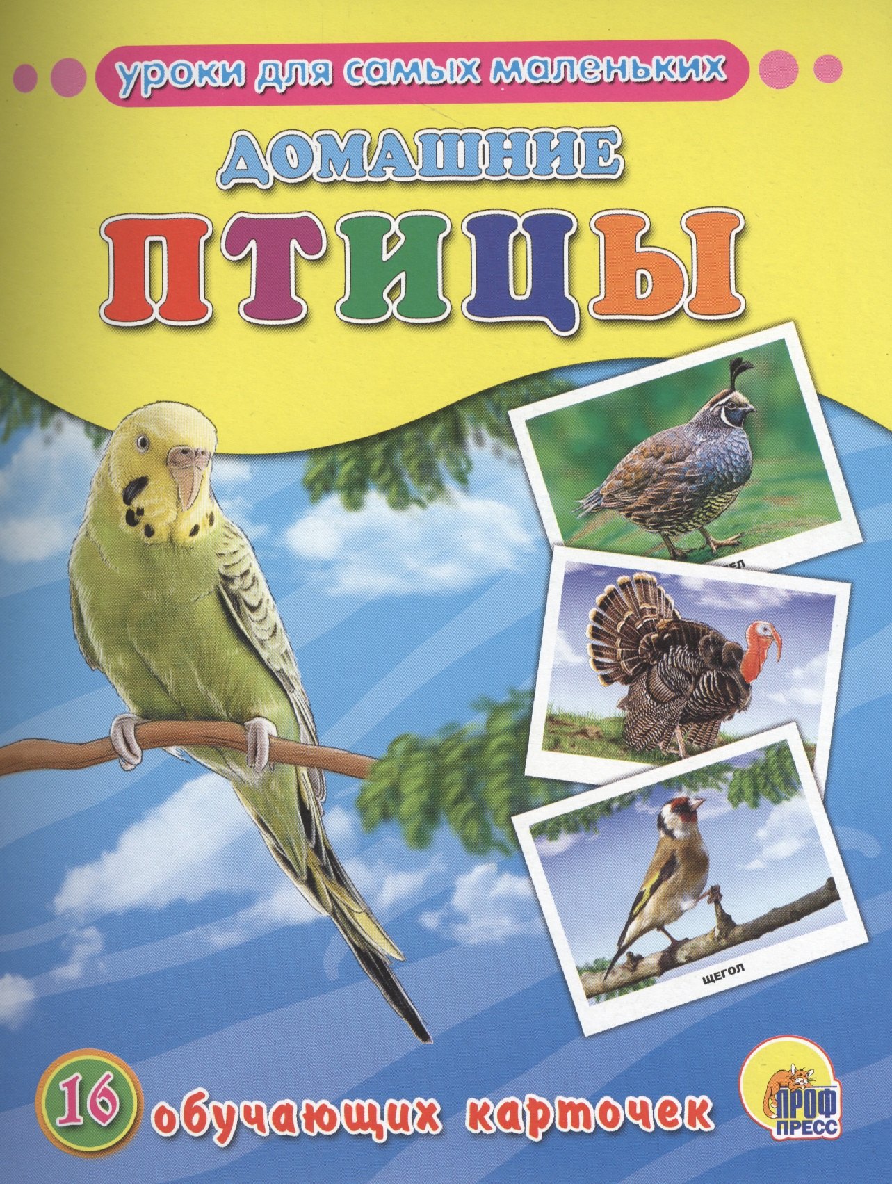 

Домашние птицы