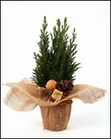 Кипарисовик зеленый в джуте с новогодним букетиком 9\35 (109)