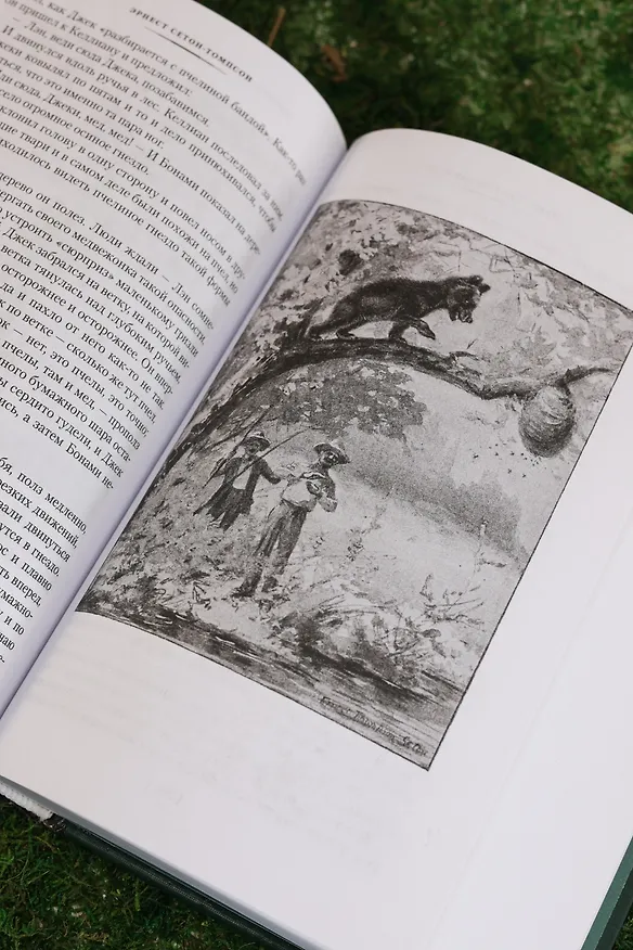Книга Рольф в лесах. Лесные рассказы (Эрнест Сетон-Томпсон) — 16