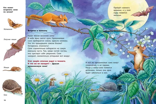 Книга Кто такая орешниковая соня? Познавательные истории (Фридерун Райхенштеттер) — 4
