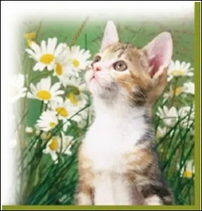 Набор салфеток для декупажа Животные 4.2 в ассорт. (56249/56139) (4/9000023606792)