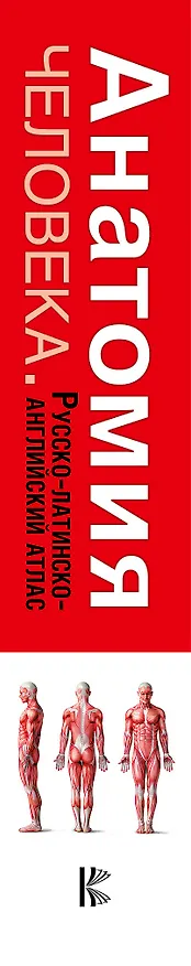 Книга Анатомия человека. Русско-латинско-английский атлас (Любовь Палычева, Николай Лазарев) — 3