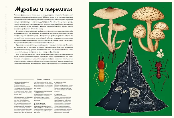 Книга Грибы (Дэвид Л. Хауксворт, Лора М. Сьюз, Пепейн В. Кой, Каре Лиматайнен) — 6