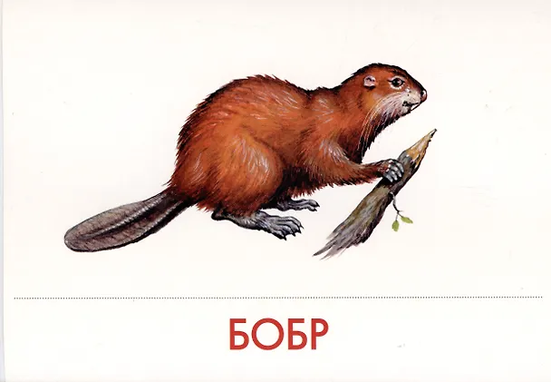 Книга Животные наших лесов. Дидактические карточки для ознакомления с окружающим миром () — 3