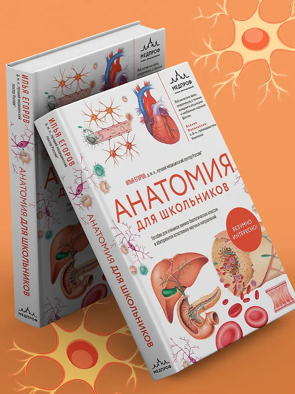 Книга Анатомия для школьников. Пособие для учеников химико-биологических классов и абитуриентов естественно-научных направлений (Илья Егоров) — 10